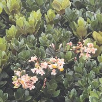 Calophyllum trapezifolium Thwaites